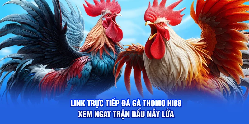 Link Trực Tiếp Đá Gà Thomo Hi88 - Xem Ngay Trận Đấu Nảy Lửa